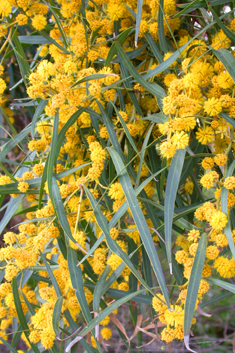 Blue-leaved Wattle