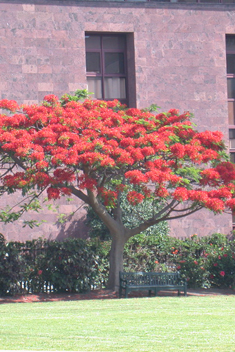 Flamboyant Tree