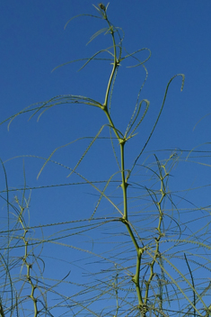 Mexican Palo Verde