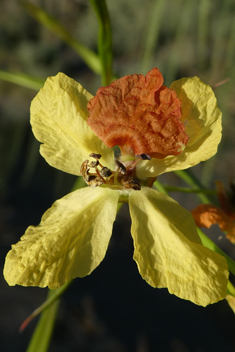 Mexican Palo Verde