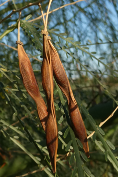 Mexican Palo Verde