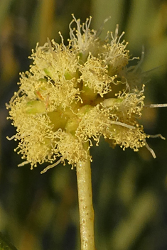 Willow Acacia