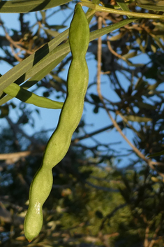 Willow Acacia