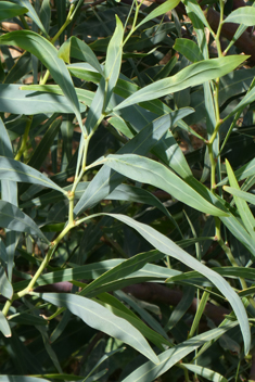 Blue-leaved Wattle