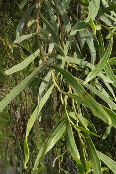 Willow Acacia