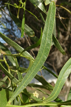 Willow Acacia