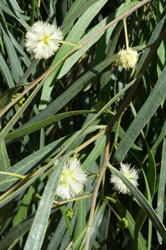 Willow Acacia