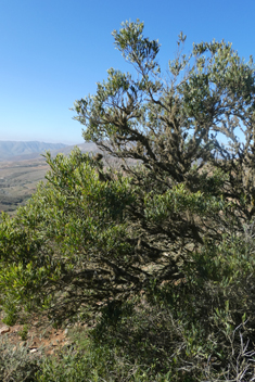 Western Coastal Wattle