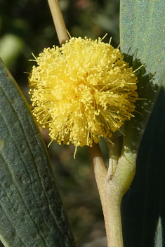 Western Coastal Wattle