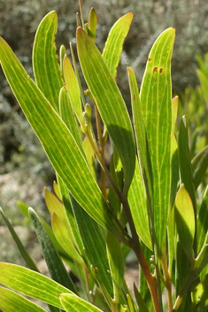 Western Coastal Wattle