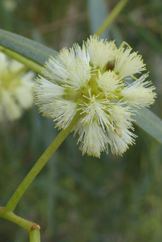 Willow Acacia