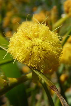 Blue-leaved Wattle