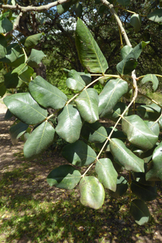 Carob