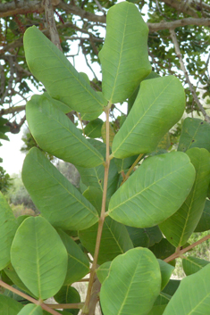 Carob