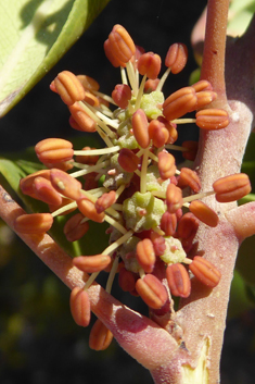 Carob