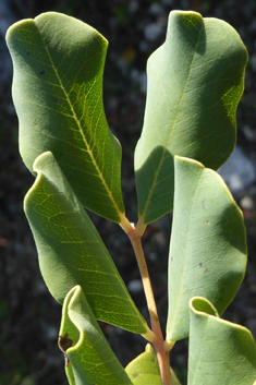 Carob