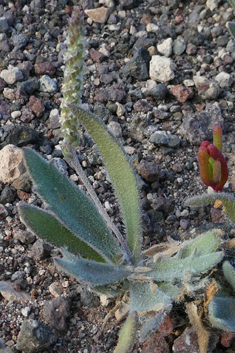 Buck's-horn Plantain