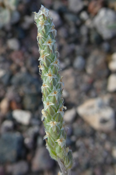 Buck's-horn Plantain