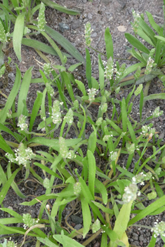 Buck's-horn Plantain