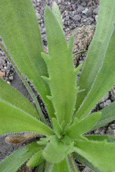 Buck's-horn Plantain