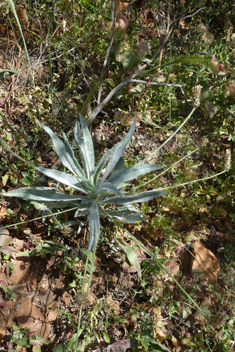 Amplexicaule Plantain