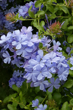 Cape Leadwort