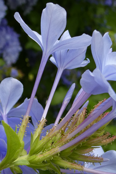 Cape Leadwort