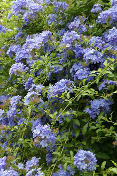 Cape Leadwort