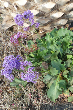 Bourgeau's Sea-lavender