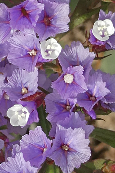 Bourgeau's Sea-lavender