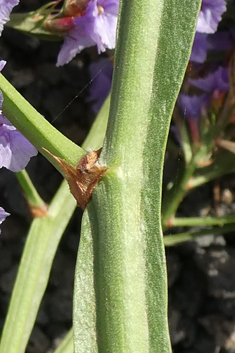 Bourgeau's Sea-lavender