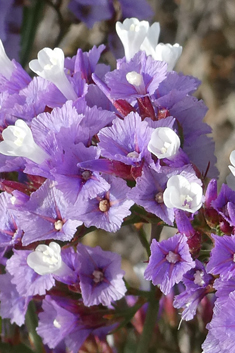 Bourgeau's Sea-lavender