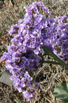 Bourgeau's Sea-lavender