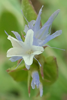 Winged Sea-lavender