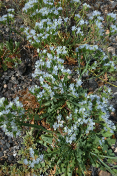 Winged Sea-lavender