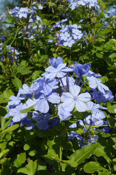 Cape Leadwort