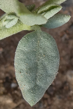 Canary Islands Rock-rose