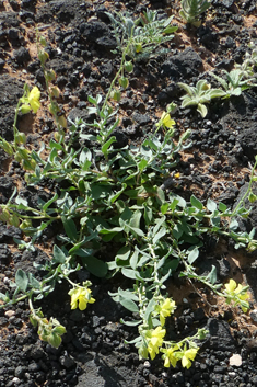 Canary Islands Rock-rose