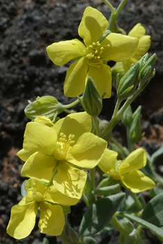 Canary Islands Rock-rose