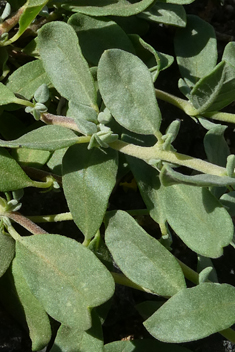 Canary Islands Rock-rose