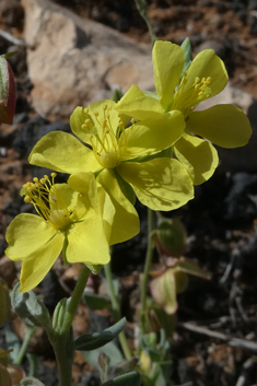 Canary Islands Rock-rose