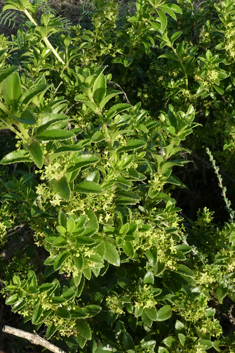 Rubia fruticosa