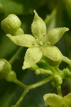 Rubia fruticosa