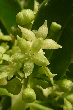 Rubia fruticosa