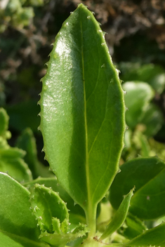 Rubia fruticosa