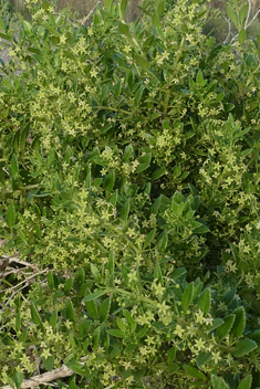 Rubia fruticosa