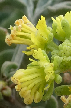 Lanzarote Mignonette