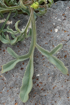 Lanzarote Mignonette