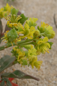 Lanzarote Mignonette