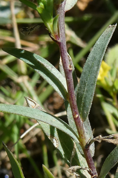 Upright Yellow Flax